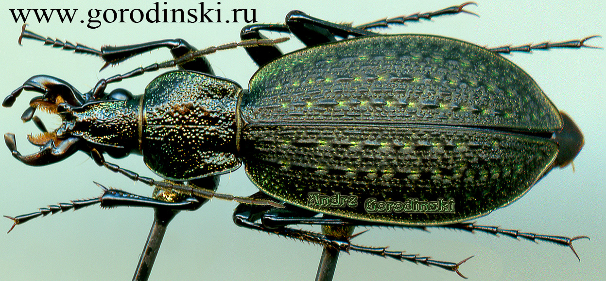 http://www.gorodinski.ru/carabus/Eccoptolabrus exiguus exiguus.jpg